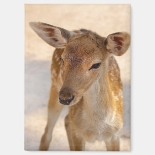 Whimsical Woodland Deer Photography Magnet