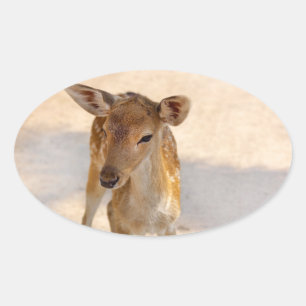Whimsical Woodland Deer Photography Oval Sticker
