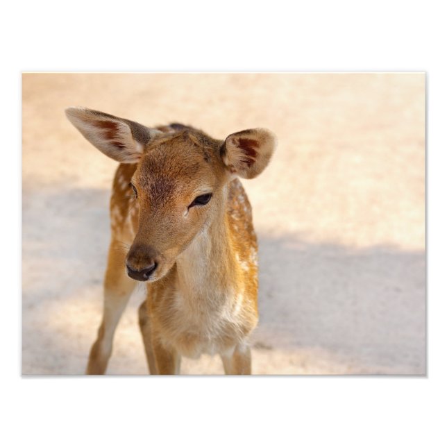 Whimsical Woodland Deer Photography Photo Print (Front)