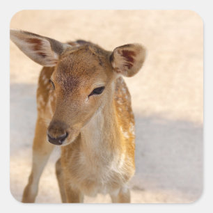 Whimsical Woodland Deer Photography Square Sticker
