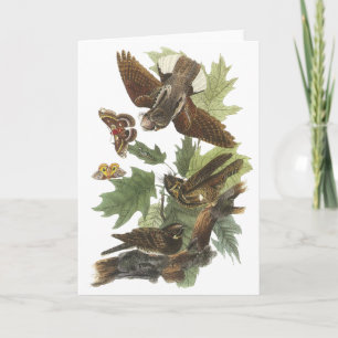 Whip-by-will, John Audubon Card