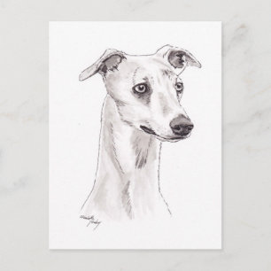 Whippet Dog Art Postcard