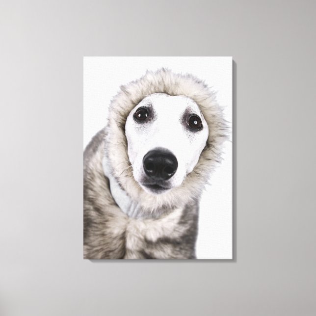 Whippet dog wearing fur coat, studio shot canvas print (Front)
