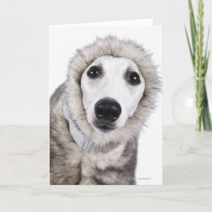 Whippet dog wearing fur coat, studio shot card