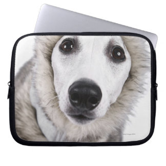 Whippet dog wearing fur coat, studio shot laptop sleeve