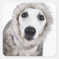Whippet dog wearing fur coat, studio shot