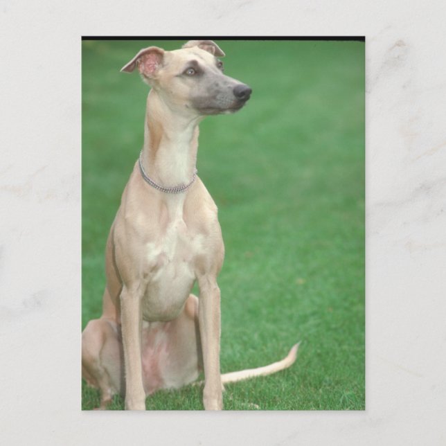 Whippet Postcard (Front)