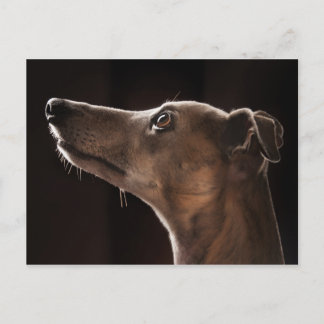 Whippet Postcard