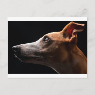 Whippet Postcard