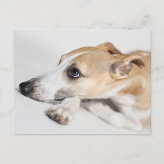 Whippet Postcard