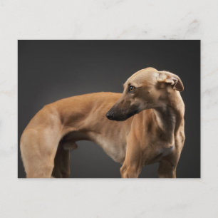 Whippet Postcard