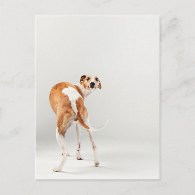 Whippet Postcard (Front)