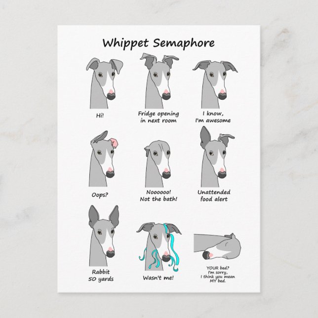 Whippet Semaphore Postcard (Front)