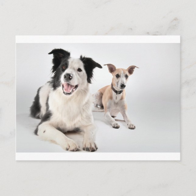 Whippet with a border collie postcard (Front)