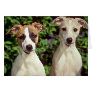 Whippets
