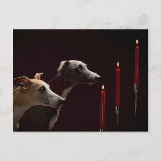 Whippets at Christmas Holiday Postcard