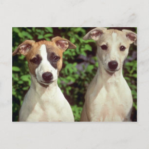 Whippets Postcard