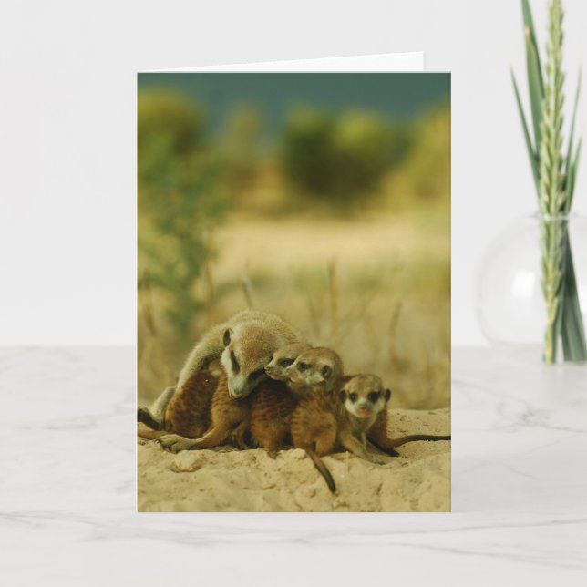 Whiskers pups - KMP Card 19 (Front)