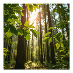 Whispering Forest Photo Print