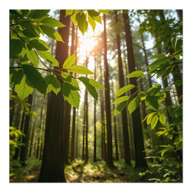 Whispering Forest Photo Print (Front)