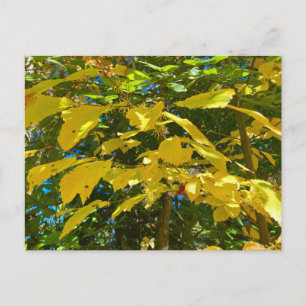 Whitcher Hazel  postcard