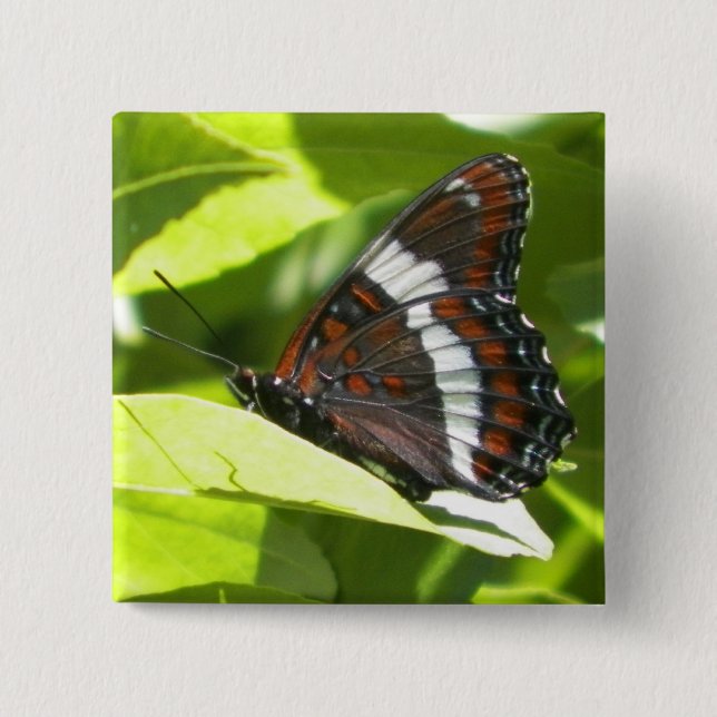 White Admiral Butterfly 15 Cm Square Badge (Front)