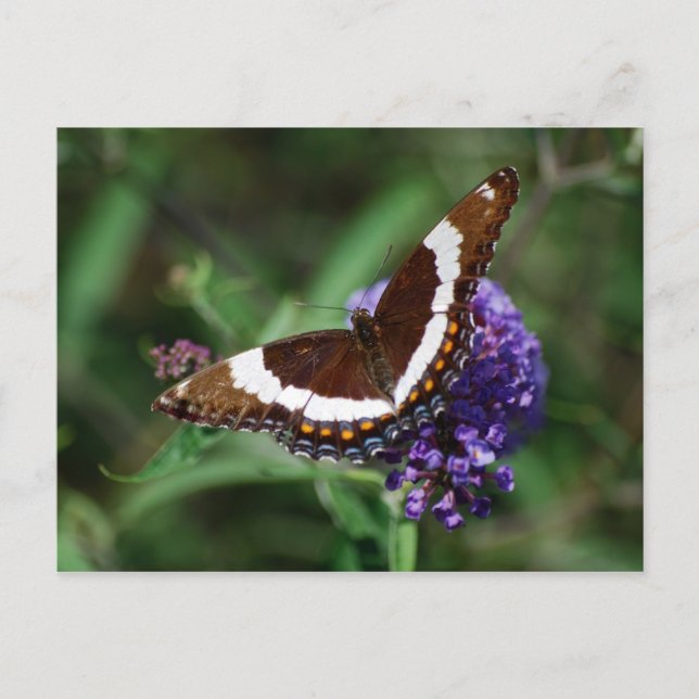 White Admiral Butterfly Postcard (Front)