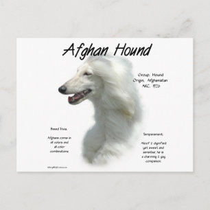 White Afghan Hound History Postcard