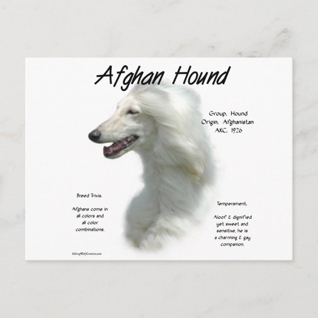 White Afghan Hound History  Postcard (Front)