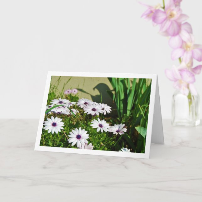 White African Daisies Card (Orchid)