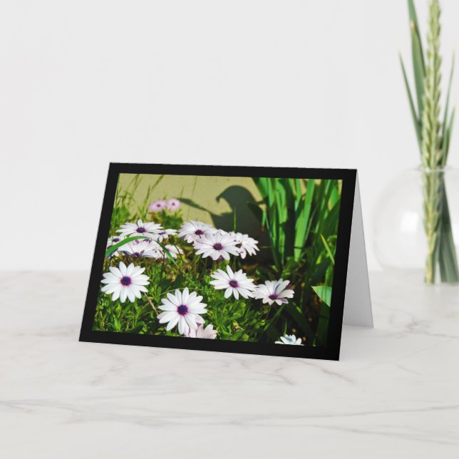 White African Daisies Card (Front)