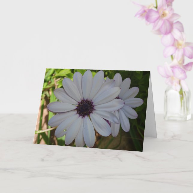 White African Daisy Flower Card (Orchid)