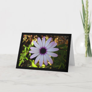 White African Daisy Flower Card