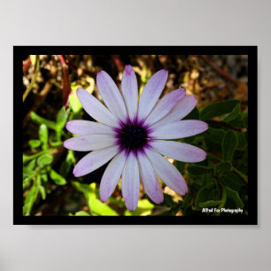 White African Daisy Flower Poster