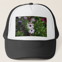 White African Daisy