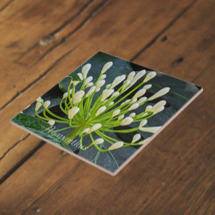 White Agapanthus Buds Floral Tile