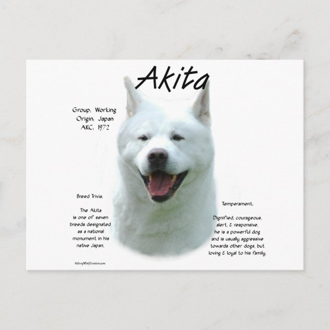 White Akita History  Postcard (Front)