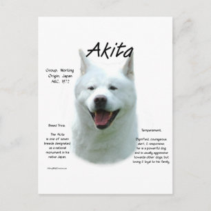 White Akita History  Postcard