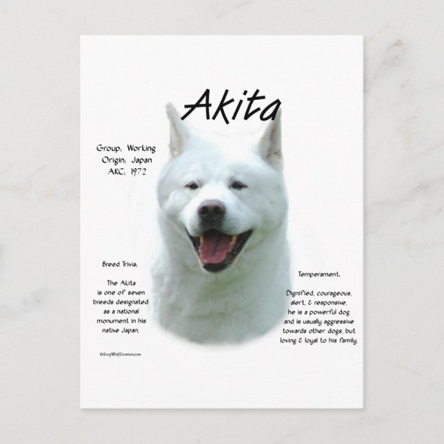 White Akita History  Postcard (Front)