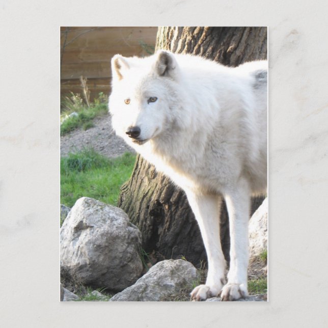 White albino wolf spirit - Therian gifts Postcard (Front)