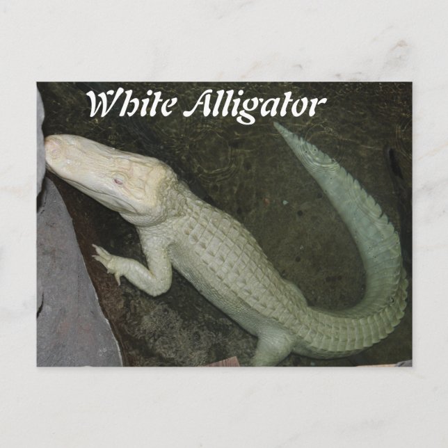White Alligator Postcard (Front)