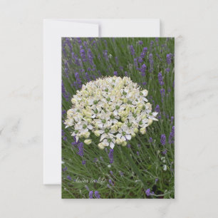 White Allium & Lavender Flowers Card