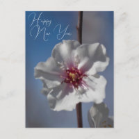 White Almond Flower Floral Botanical Photography