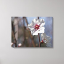 White Almond Flower - Natural Spring Light Elegant