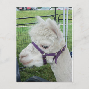 White Alpaca, 1 Postcard