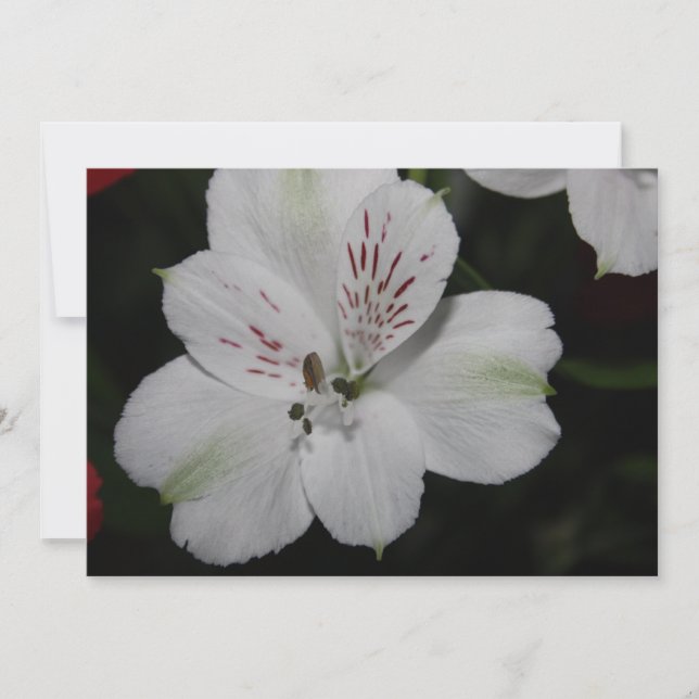 White Alstroemeria Invitation (Front)