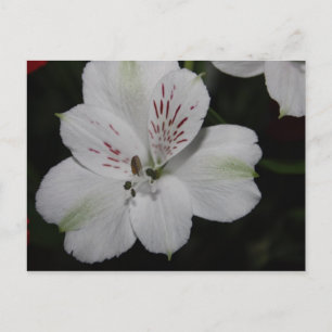 White Alstroemeria Post Card