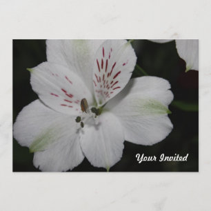 White Alstroemeria Your Invited Invitation