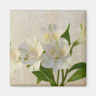 White Alstromeria Flowers Magnet