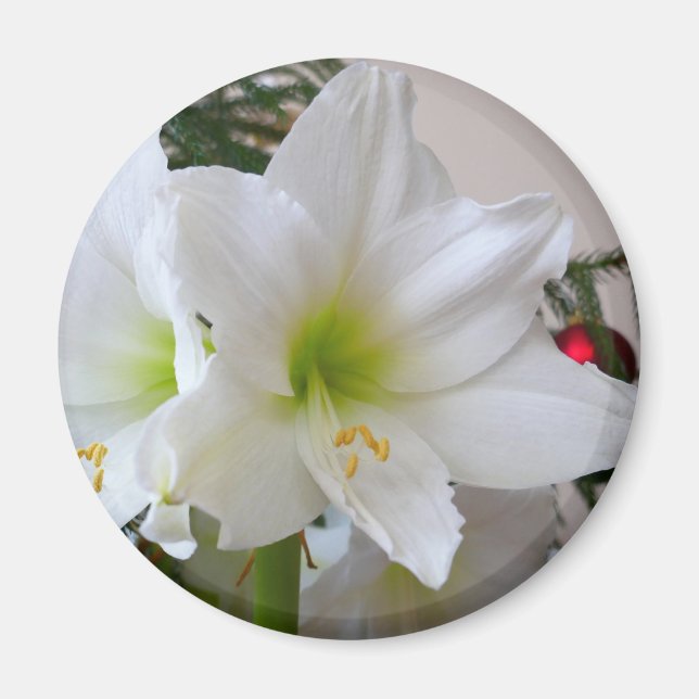 White Amaryllis and Christmas Tree Magnet (Front)